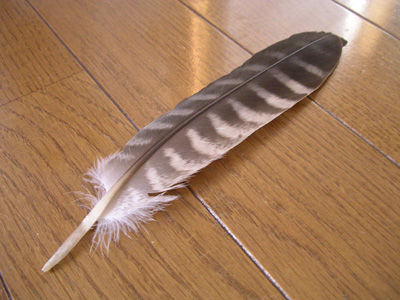 221120 ノスリの羽