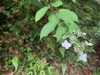 ノリウツギ202207