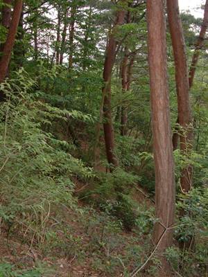 コピー ～ 階段からアカマツ林2