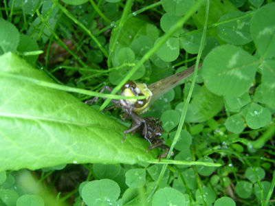 240504 ムカシヤンマ 羽化1