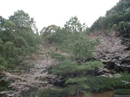 コピー ～ 松桜100322