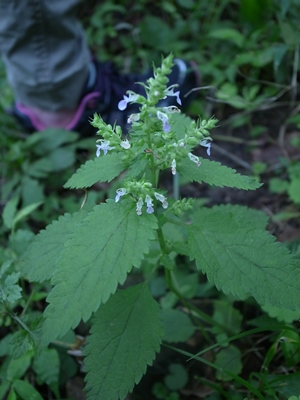 ツルニガクサ150712 - コピー