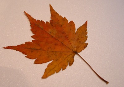 img20071031.jpg