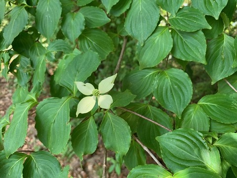 ヤマボウシ220510 - コピー