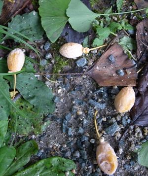 コピー ~ 銀なん