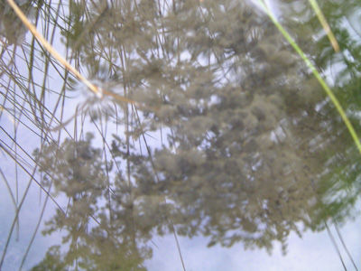 アカガエルの卵