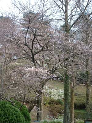コピー ～ 100322油山桜