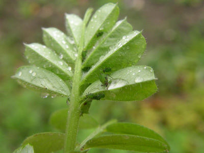 240318 井尻池アブラムシ