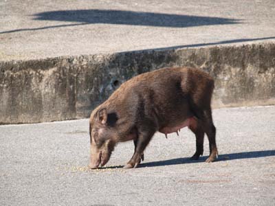 油山のイノシシ ふくおか森づくり日記
