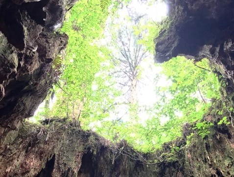 屋久島きりかぶ