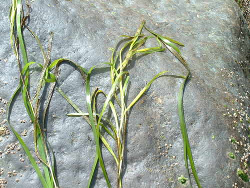 アマモ植物体060424