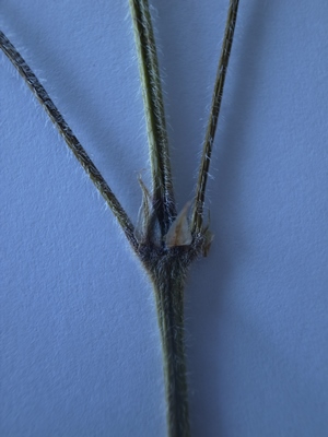 カブ森ゲンノショウコ托葉150614