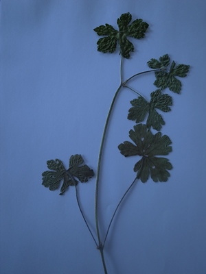 カブ森ゲンノショウコ葉150614