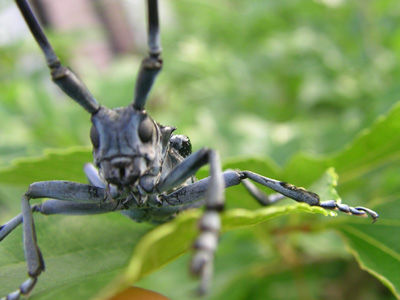 240622 ゴマダラ２