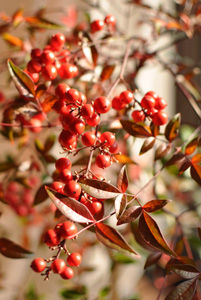 DSC_0294 - コピー