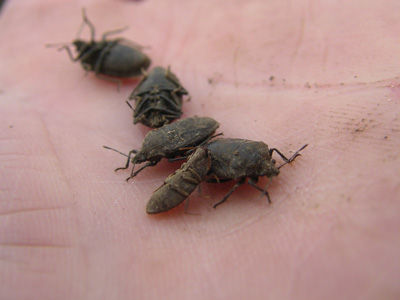 240318 井尻池カメムシ