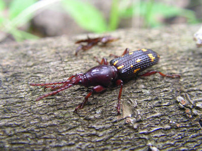 240630ミツギリゾウムシ♀ めす ブログ用