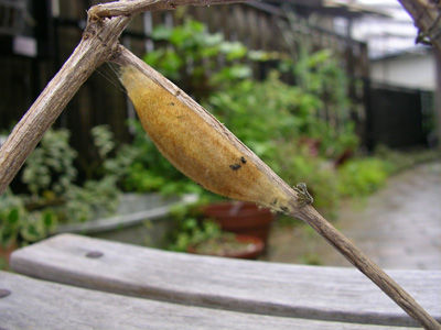 タケカレハ繭横から