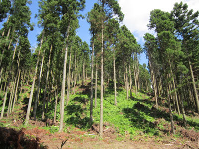 IMG_0036 - コピー