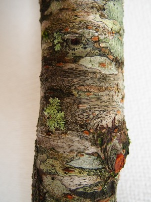 P5140008 - コピー