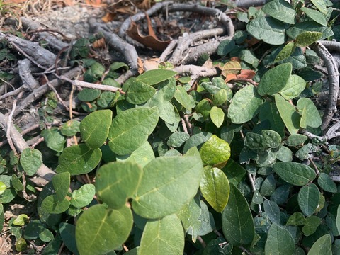 オオイタビ石垣20220209 - コピー