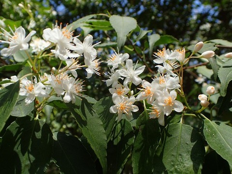 ハイノキ　カブ森20220417 - コピー