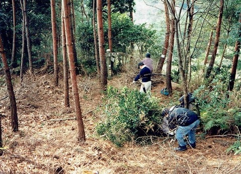 97-99のいつか会報掲載あると思うアカマツ林 (2) - コピー