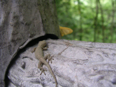 240630 やもりに狙われるイラガ ブログ用