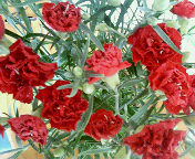 200705131608000.jpg