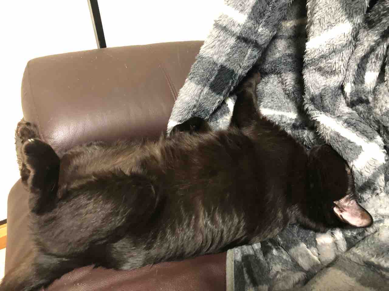 ともやの五臓六腑に染み渡る 変な寝方