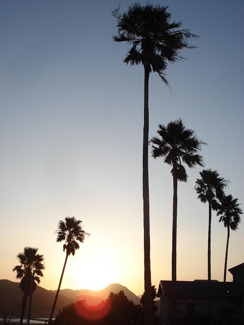 img20100129.jpg