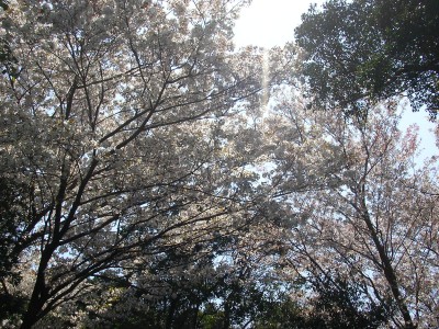 img20060407.jpg