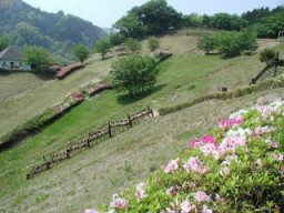 img20060429.jpg