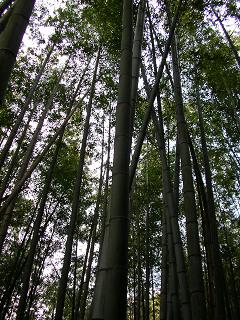 img20060331_2.jpg