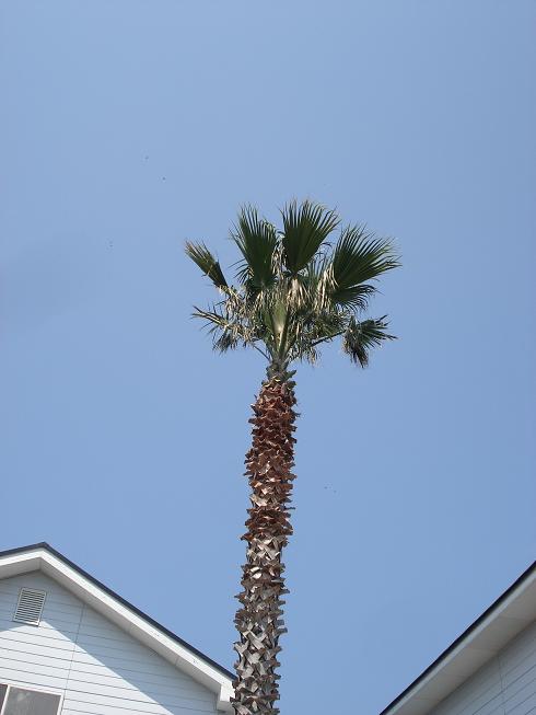 img20090428_2.jpg