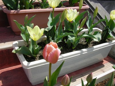 img20060406.jpg