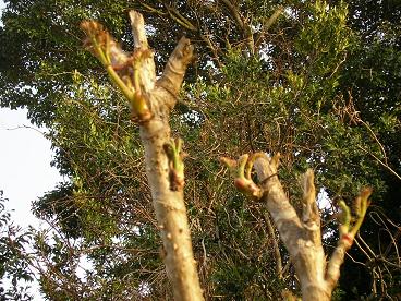 img20060331_1.jpg
