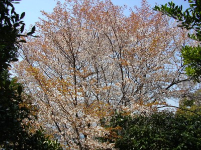 img20060407_1.jpg