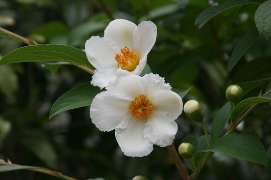 夏椿 シャラの花 徒然なるままに 夏椿 シャラの花 徒然なるままに