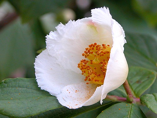 dscn0002-1.jpg