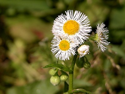 dscn7279.jpg
