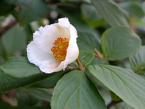 dscn000-1.jpg