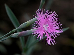 dscn0022.jpg