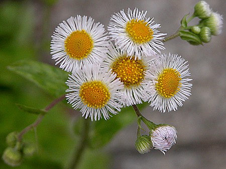 dscn7178s.jpg