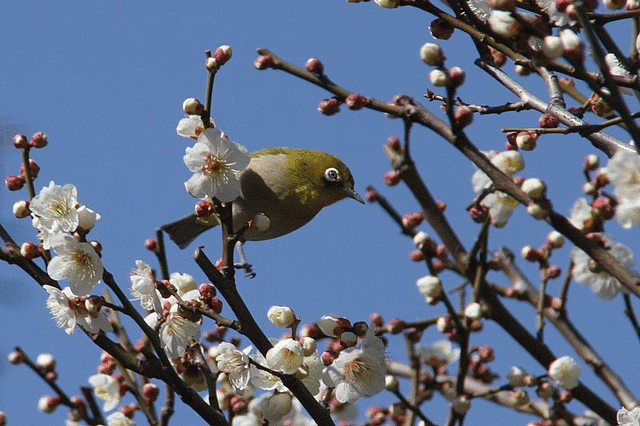 ume