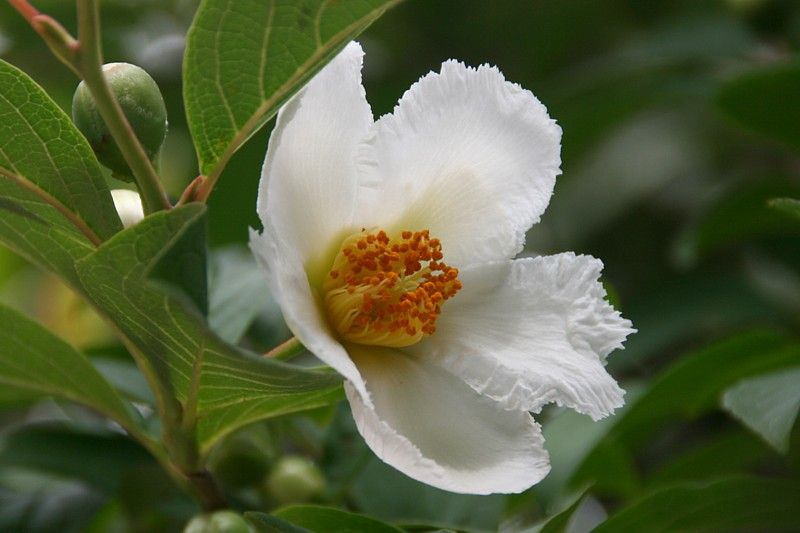 夏椿 シャラの花 徒然なるままに 夏椿 シャラの花 徒然なるままに