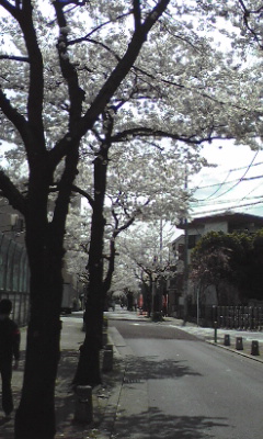 img20080329.jpg