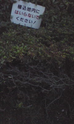 img20080621.jpg