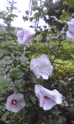 img20090722.jpg