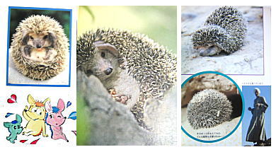 ハリネズミノシッポ ミミナガハリネズミ プンクック